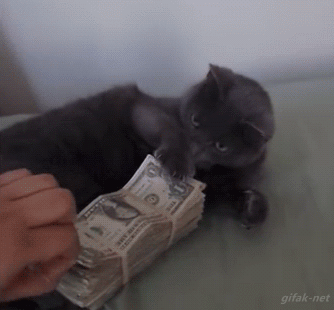 Animated gif of a kitten guarding a stack of bills